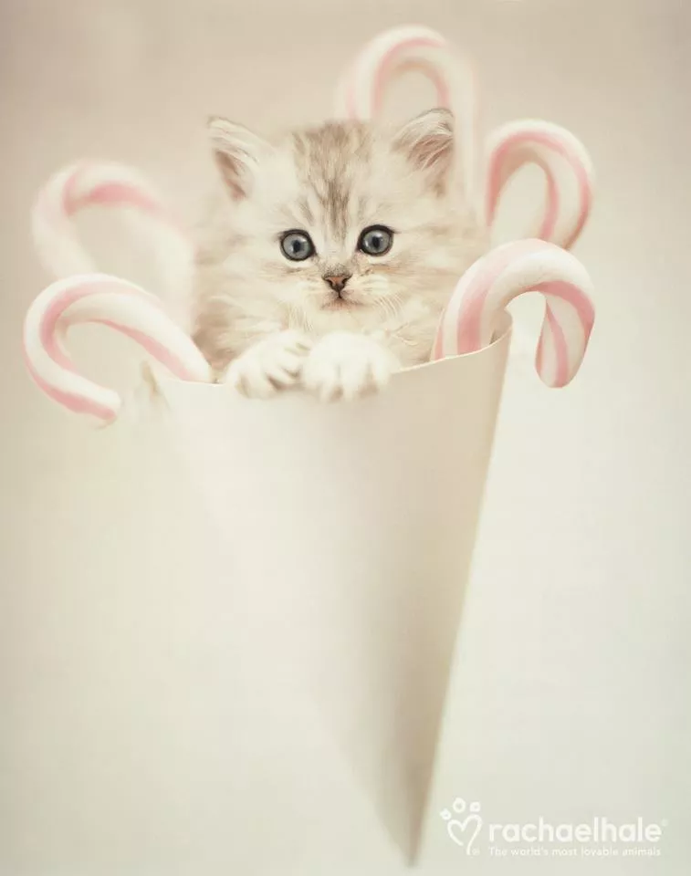 Пушистый мир Rachael Hale