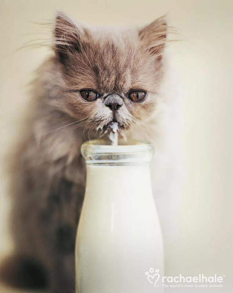 Пушистый мир Rachael Hale