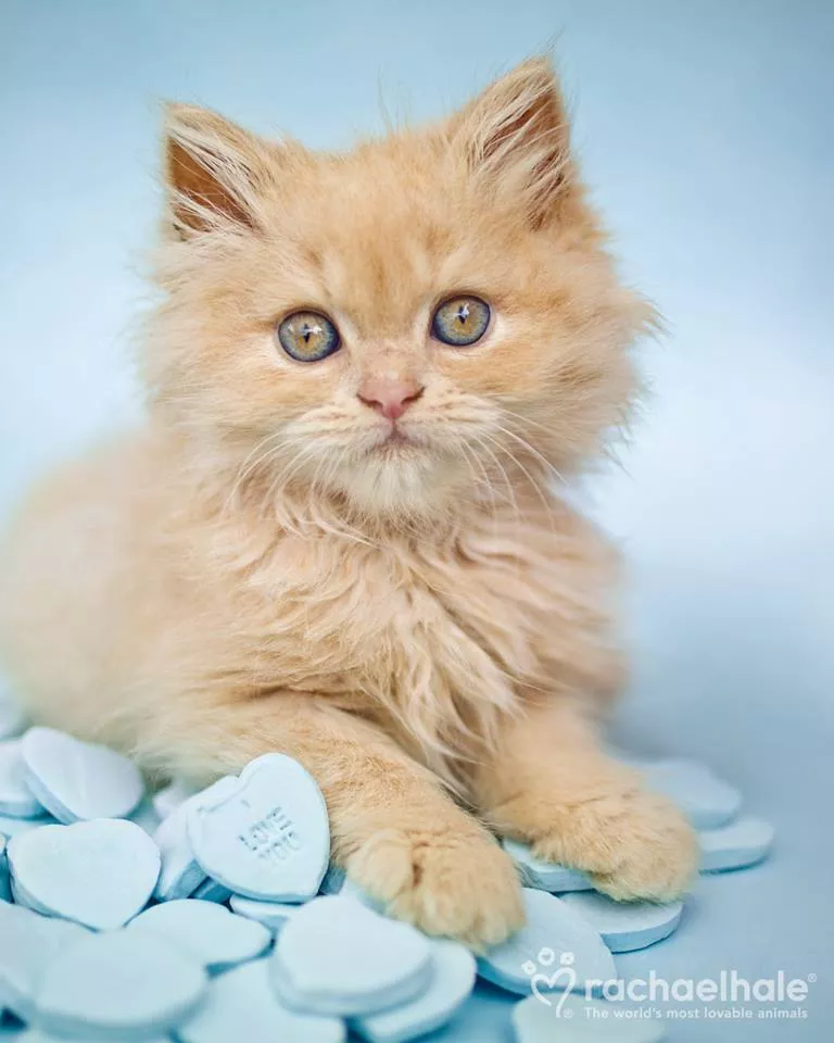 Пушистый мир Rachael Hale