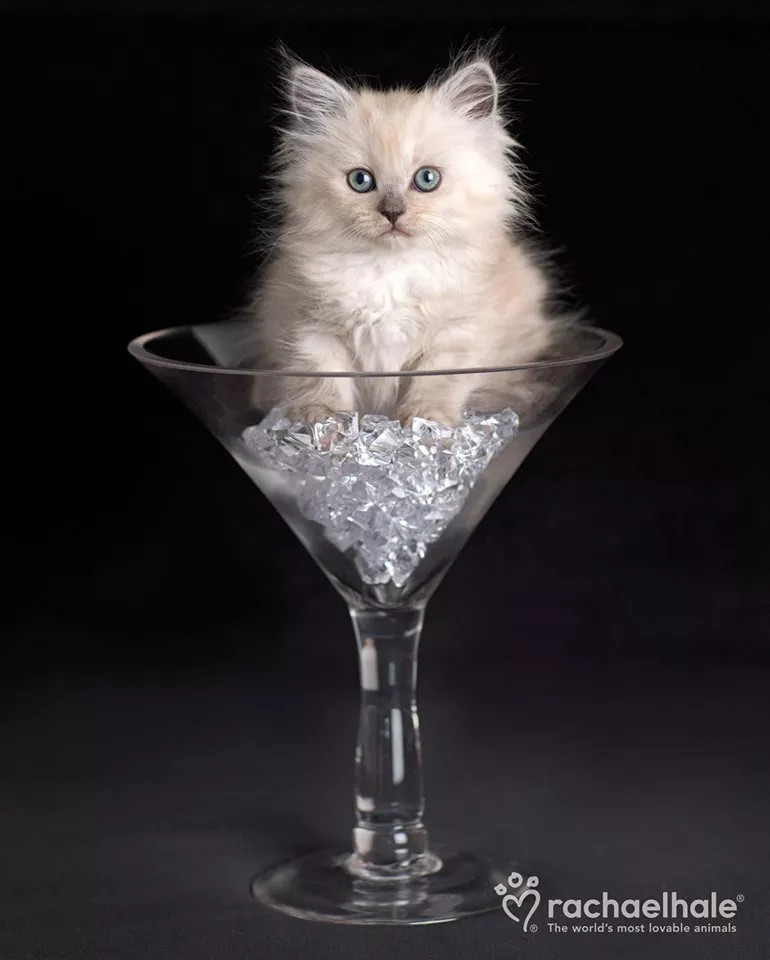 Пушистый мир Rachael Hale