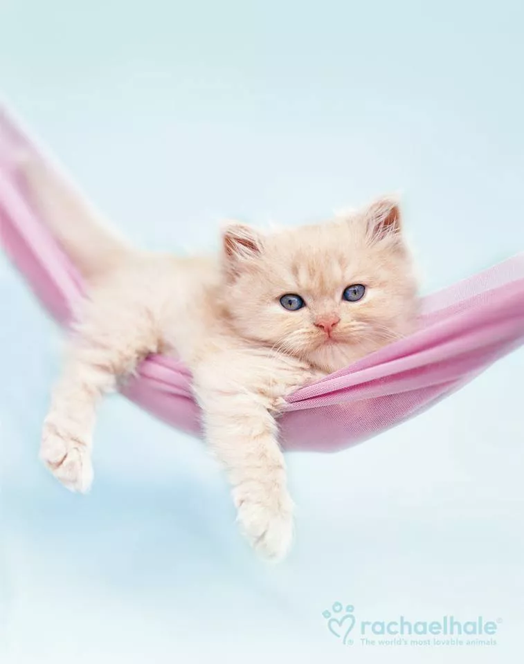 Пушистый мир Rachael Hale