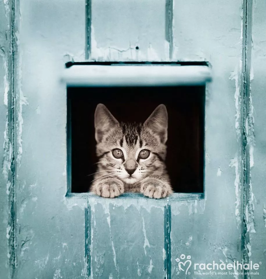 Пушистый мир Rachael Hale