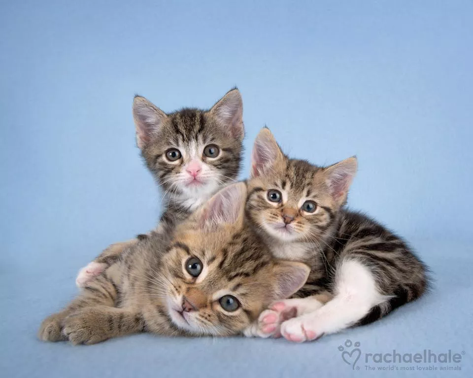 Пушистый мир Rachael Hale