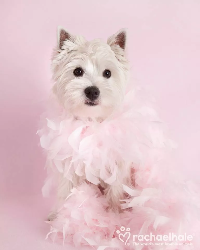 Пушистый мир Rachael Hale