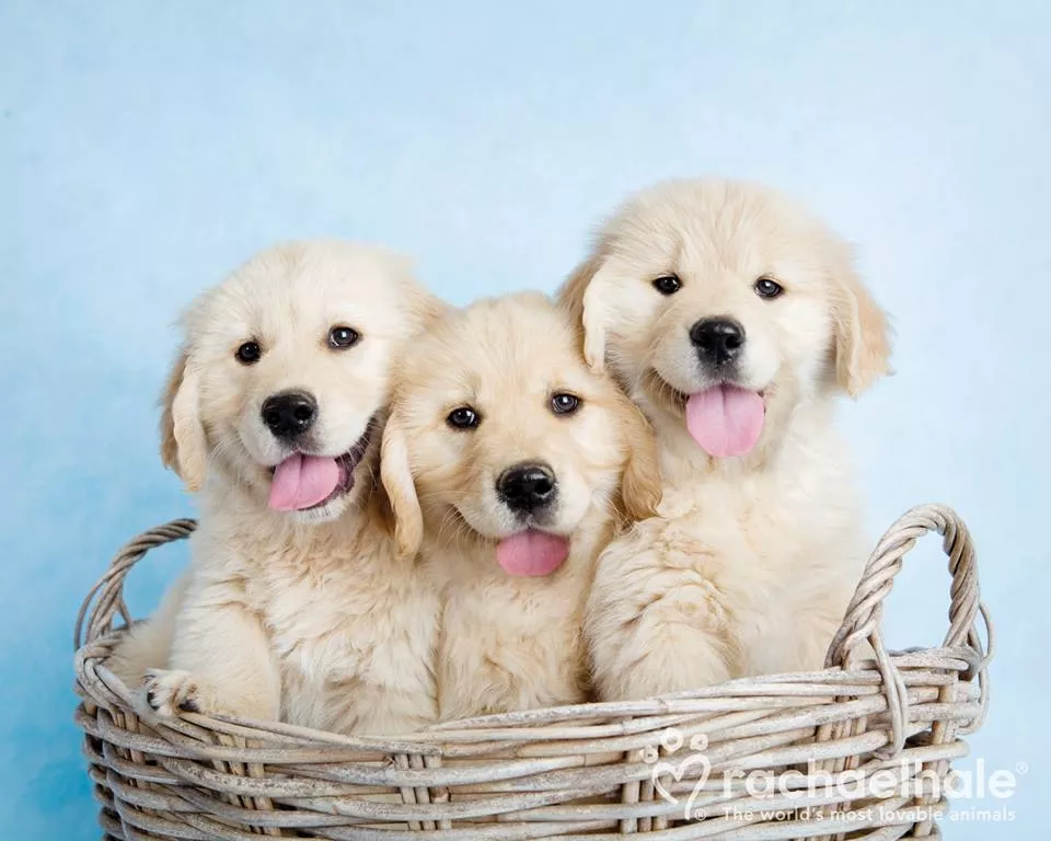 Пушистый мир Rachael Hale