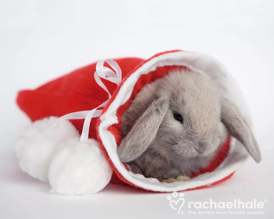 Пушистый мир Rachael Hale