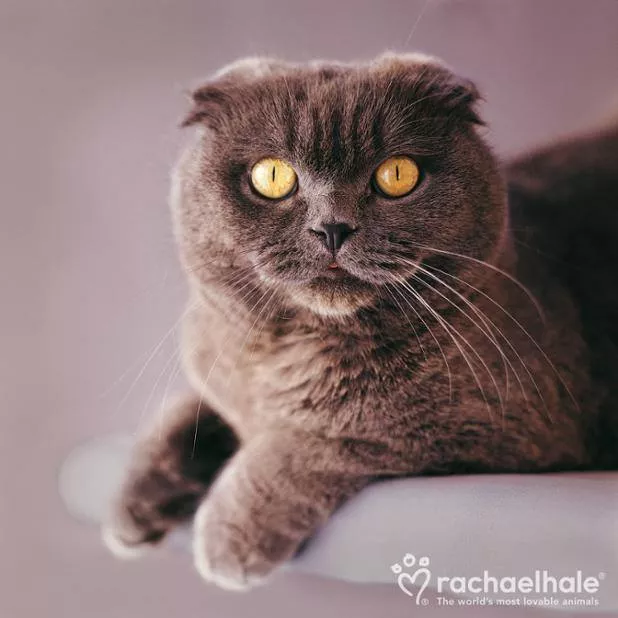 Пушистый мир Rachael Hale