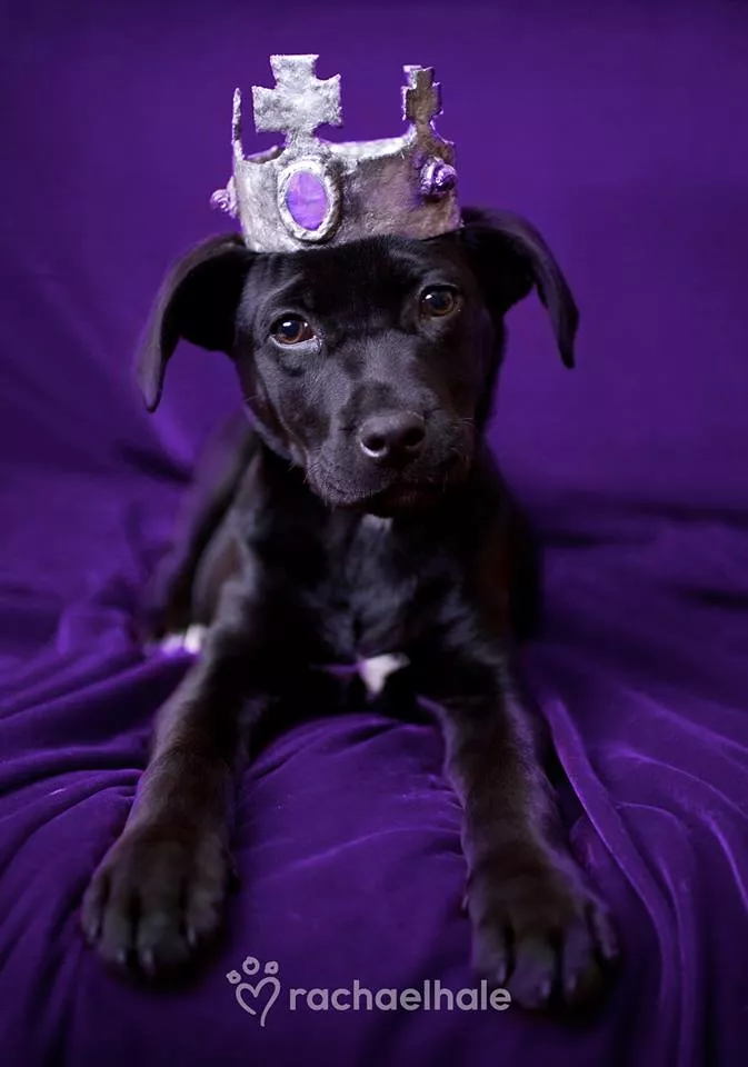 Пушистый мир Rachael Hale