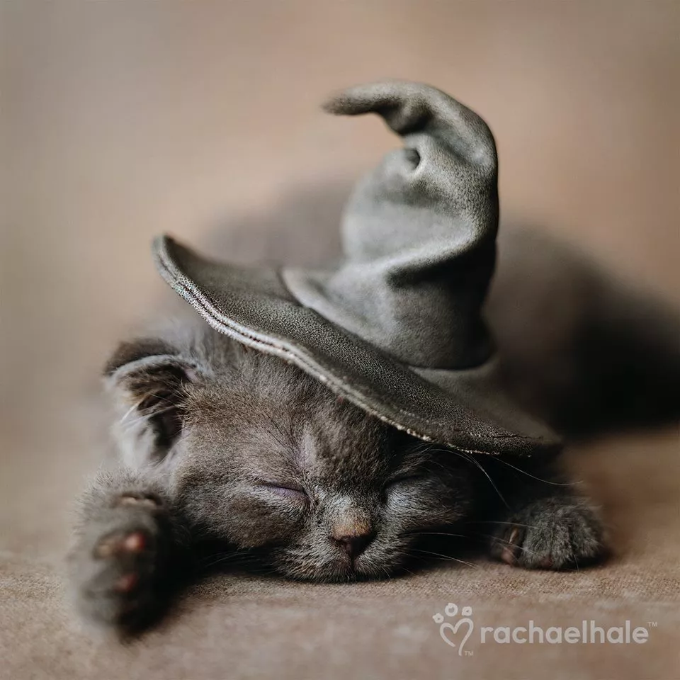 Пушистый мир Rachael Hale