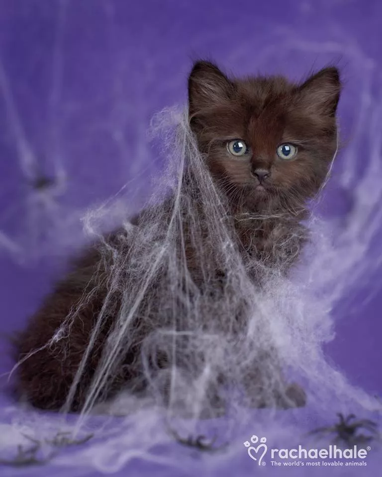 Пушистый мир Rachael Hale