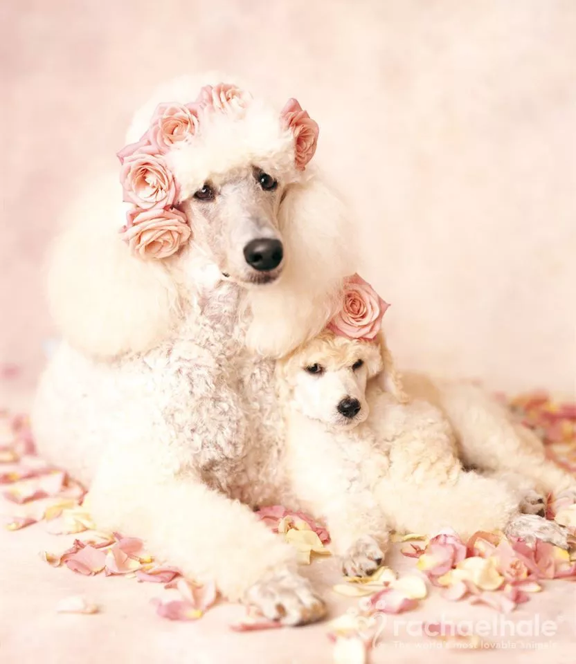 Пушистый мир Rachael Hale