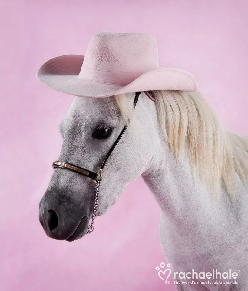 Пушистый мир Rachael Hale