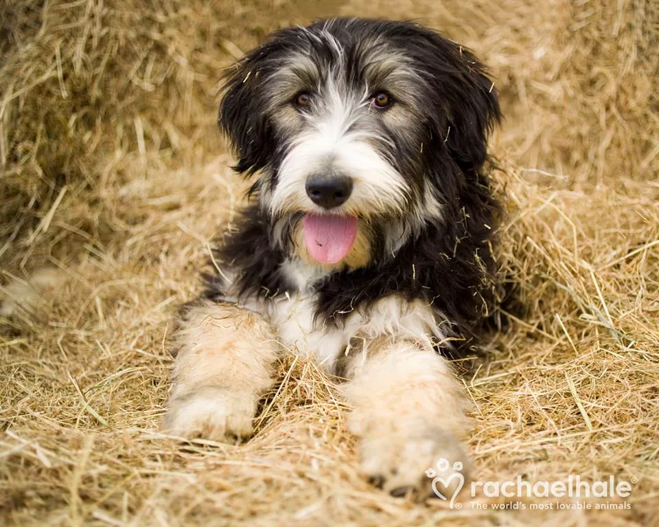 Пушистый мир Rachael Hale