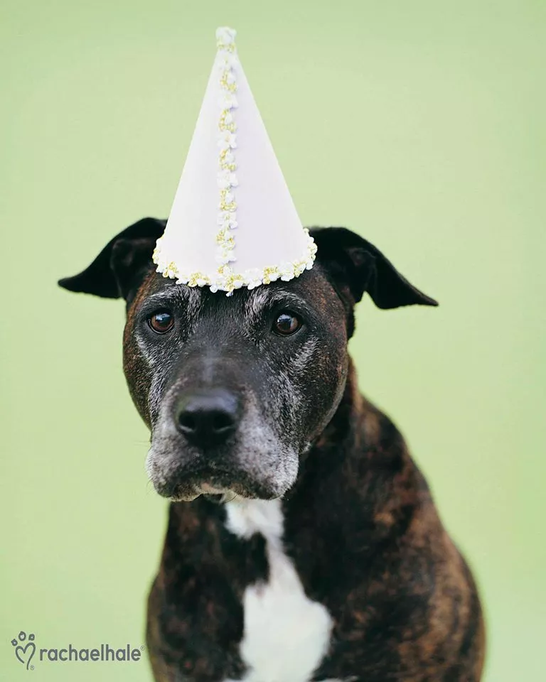 Пушистый мир Rachael Hale