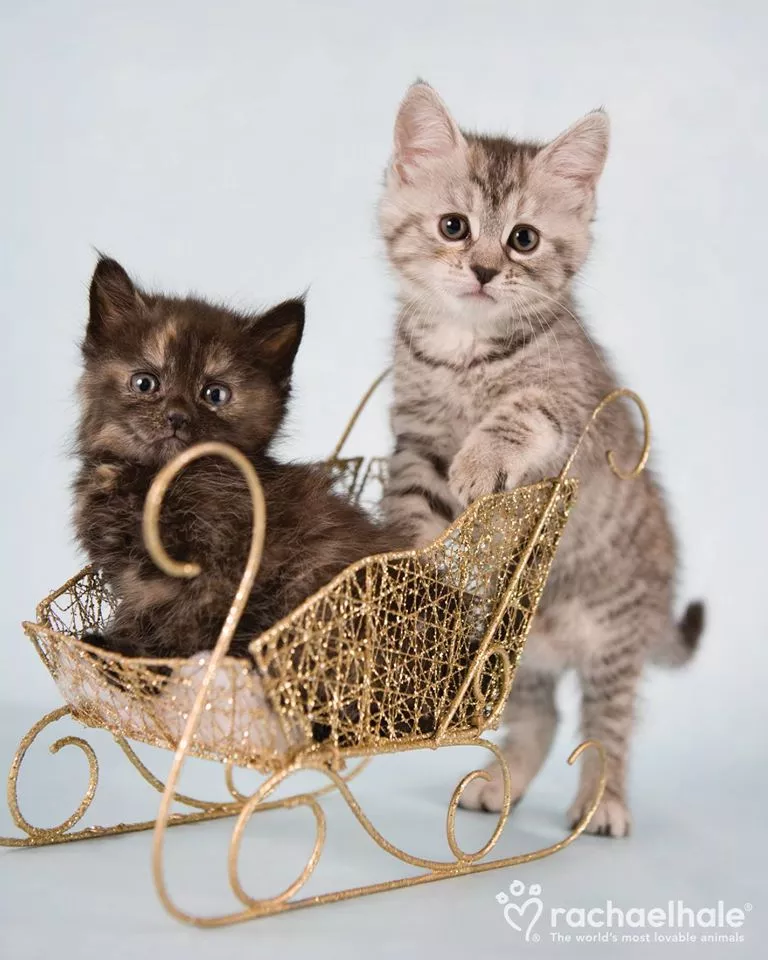 Пушистый мир Rachael Hale