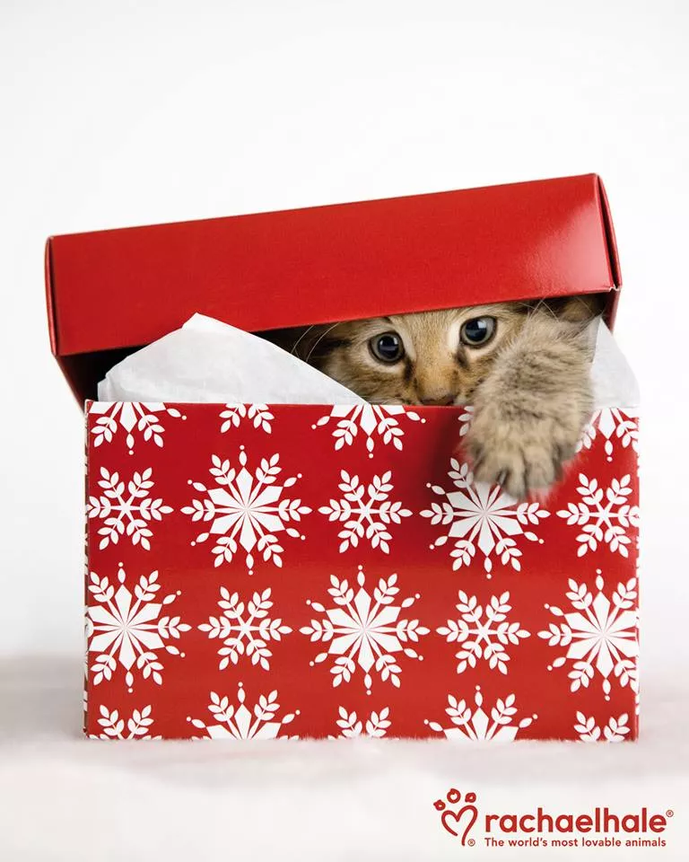 Пушистый мир Rachael Hale