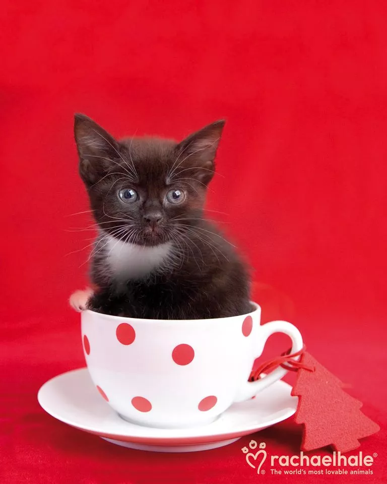 Пушистый мир Rachael Hale