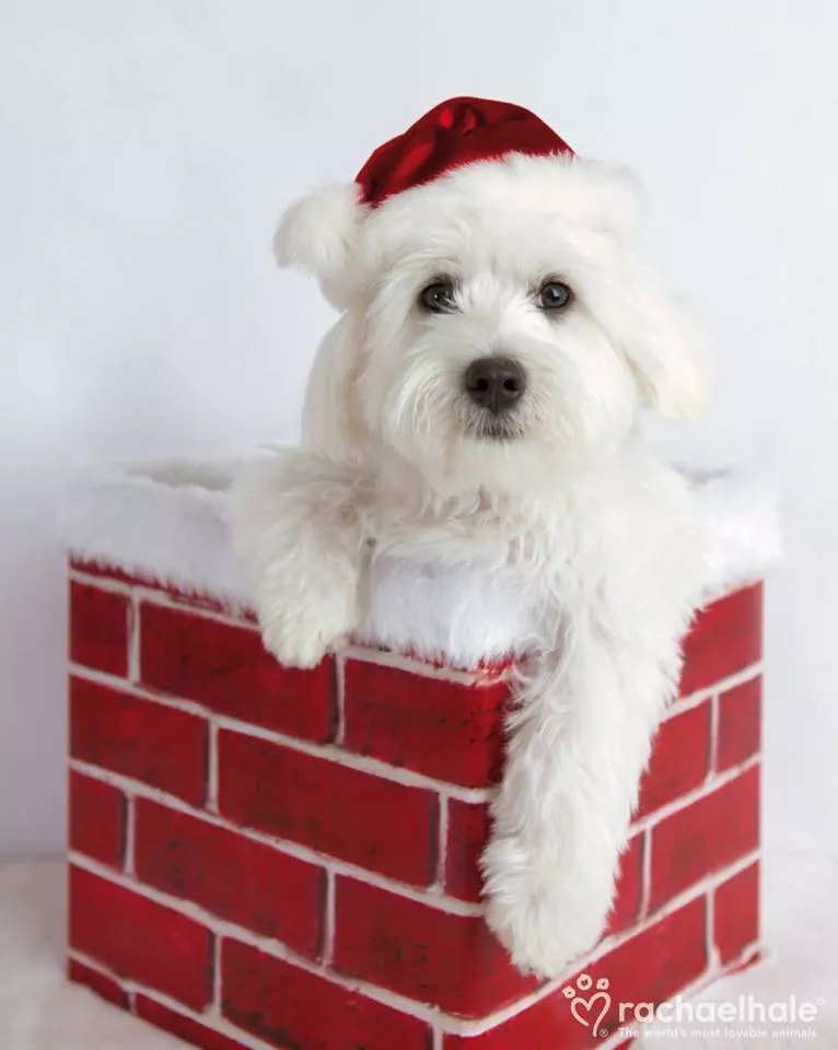 Пушистый мир Rachael Hale