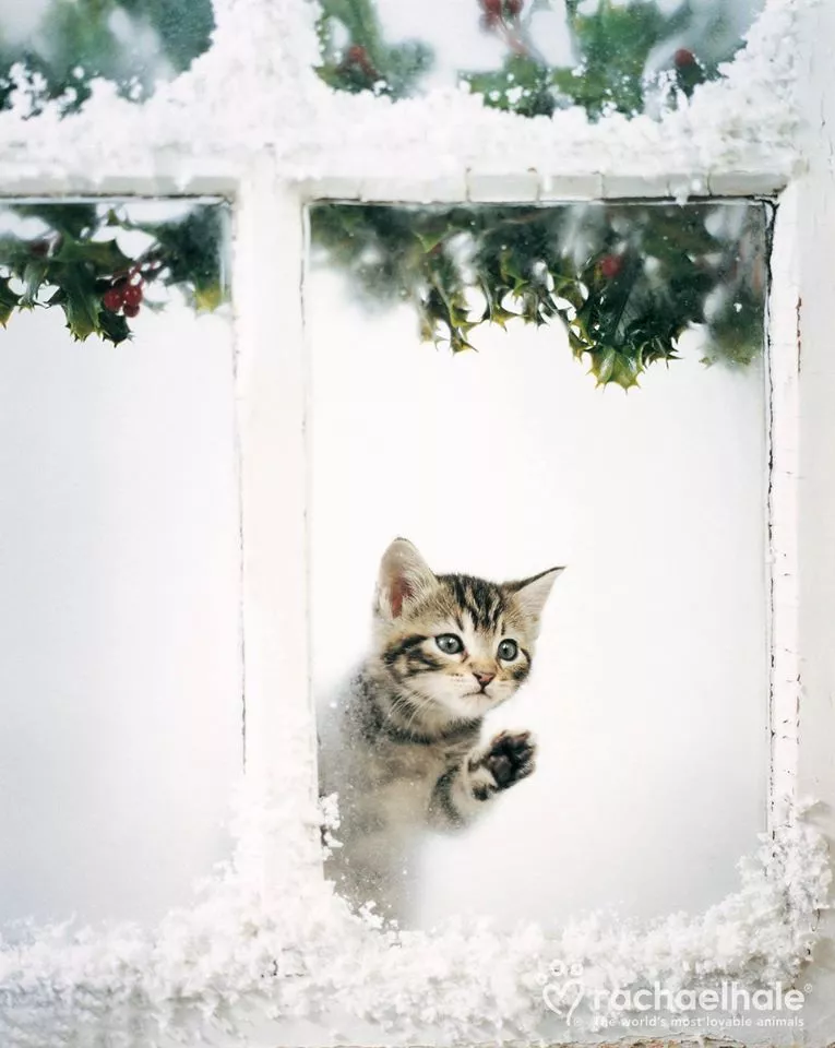 Пушистый мир Rachael Hale