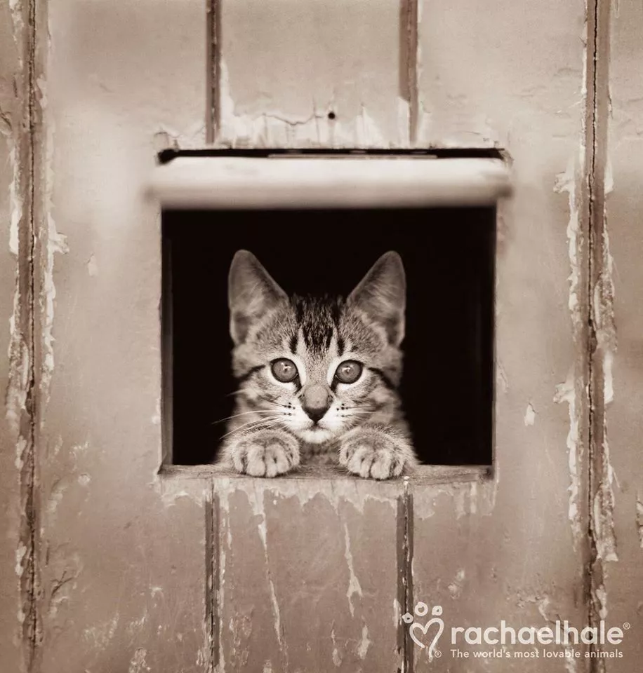 Пушистый мир Rachael Hale