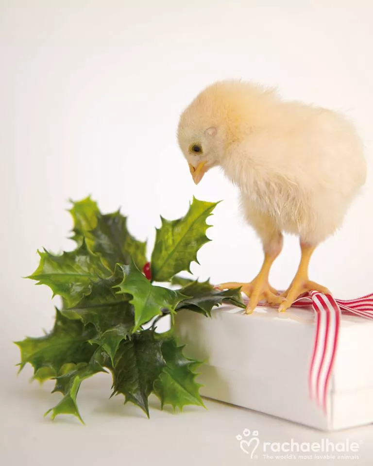 Пушистый мир Rachael Hale