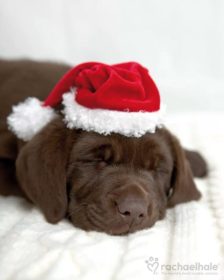 Пушистый мир Rachael Hale