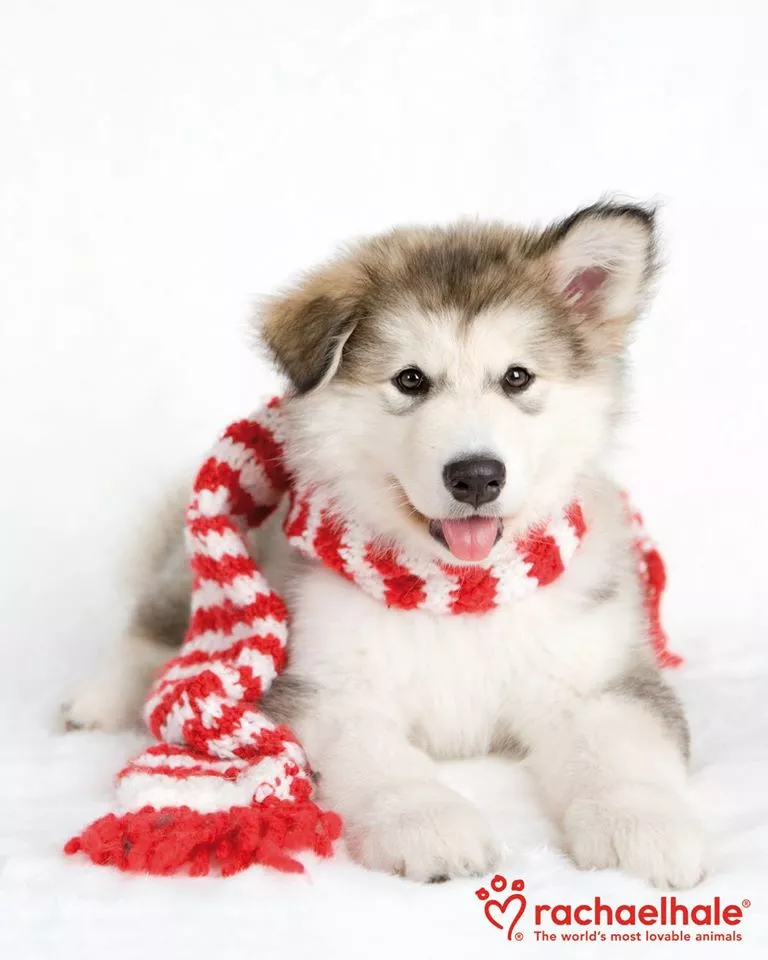 Пушистый мир Rachael Hale