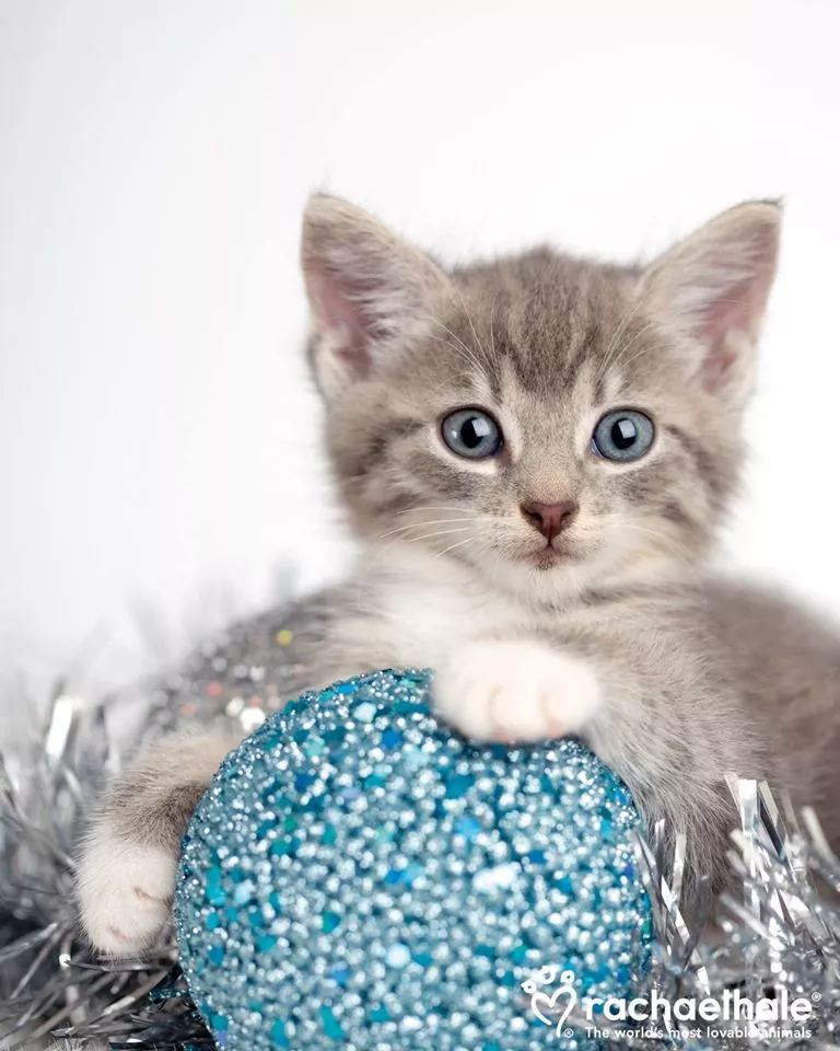 Пушистый мир Rachael Hale