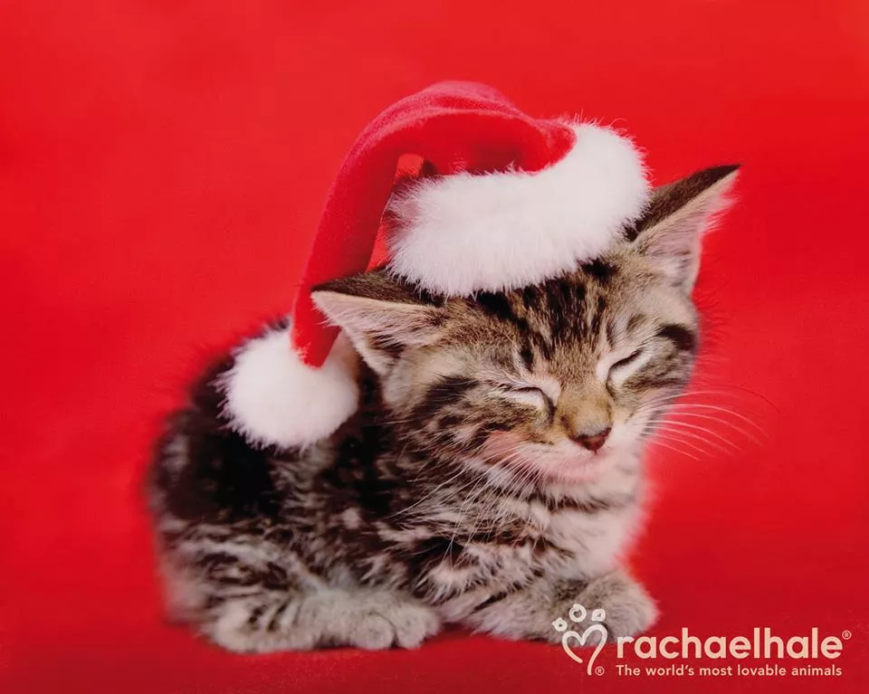 Пушистый мир Rachael Hale