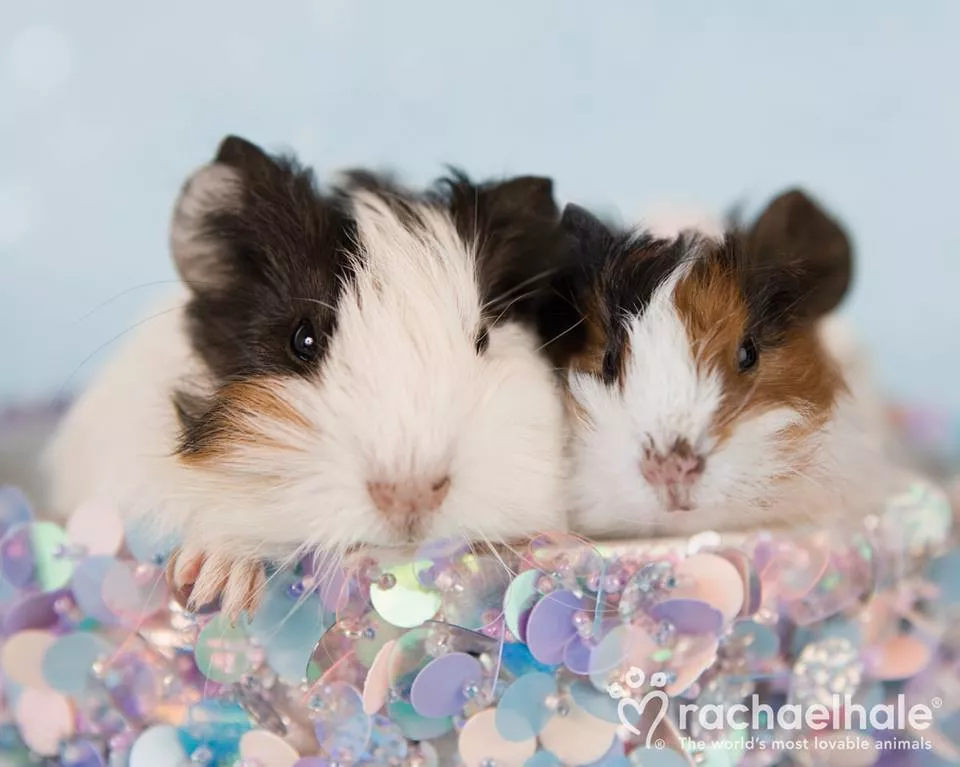 Пушистый мир Rachael Hale