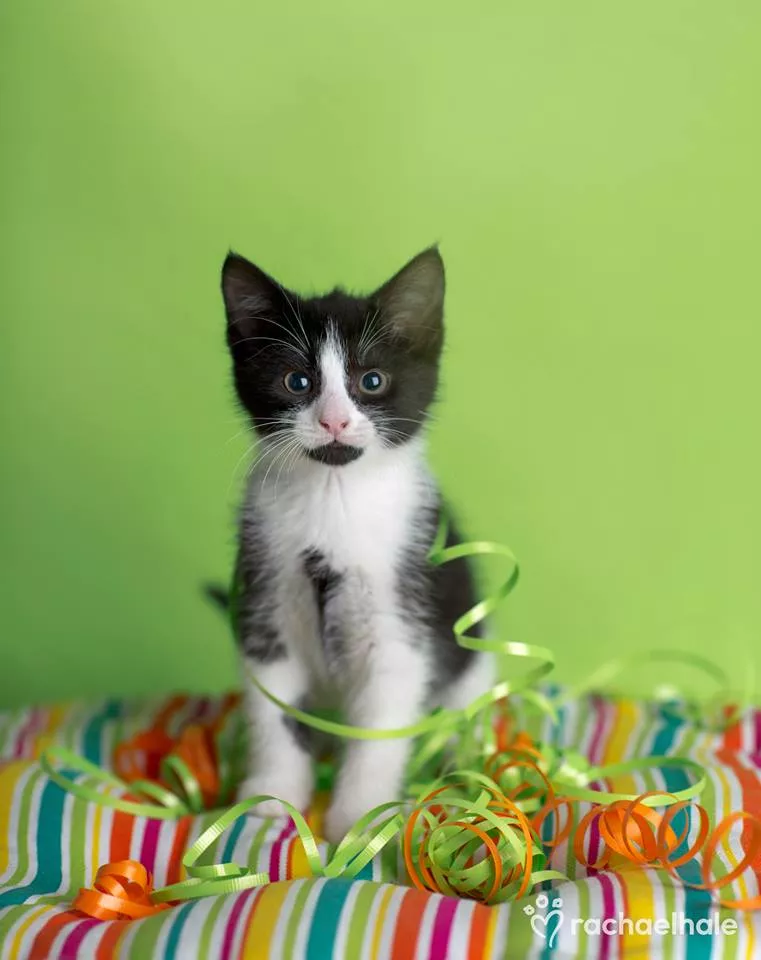 Пушистый мир Rachael Hale