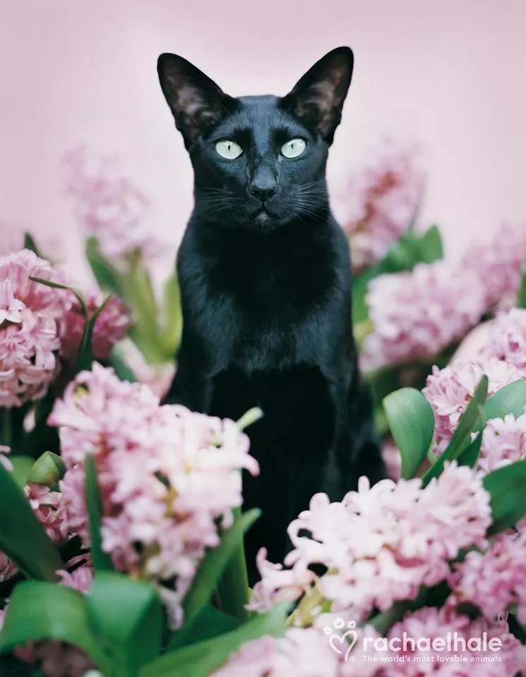 Пушистый мир Rachael Hale