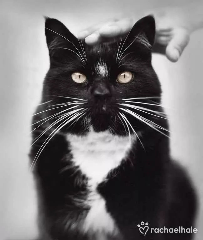 Пушистый мир Rachael Hale