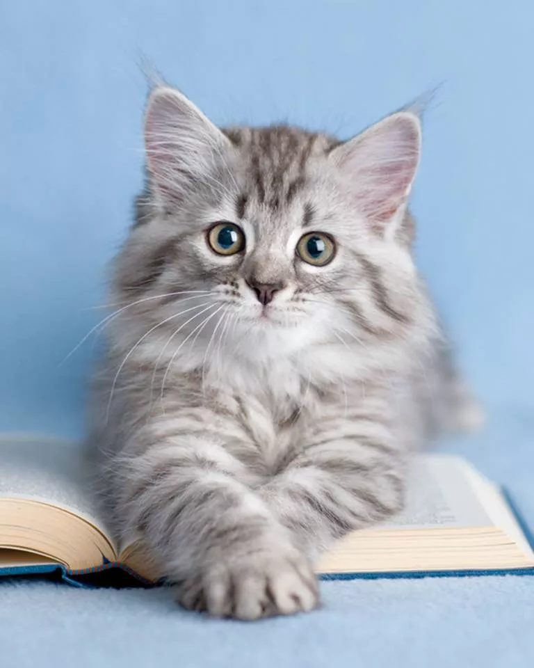 Пушистый мир Rachael Hale