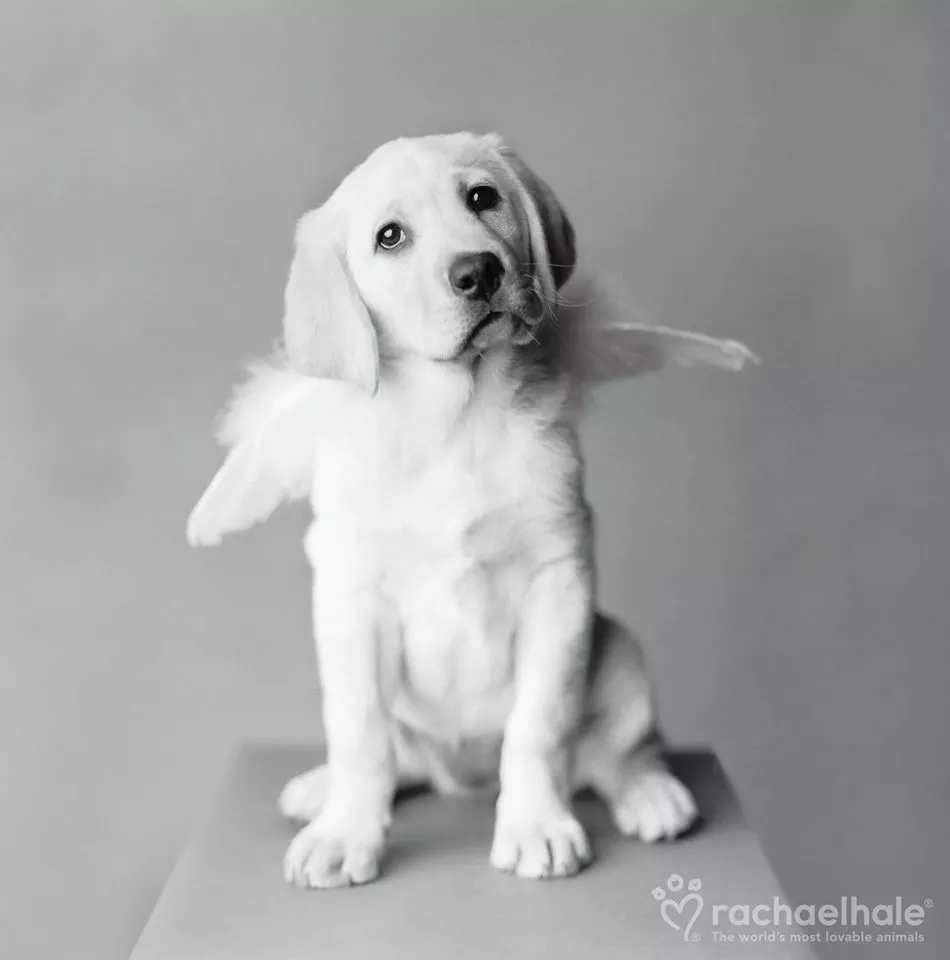 Пушистый мир Rachael Hale