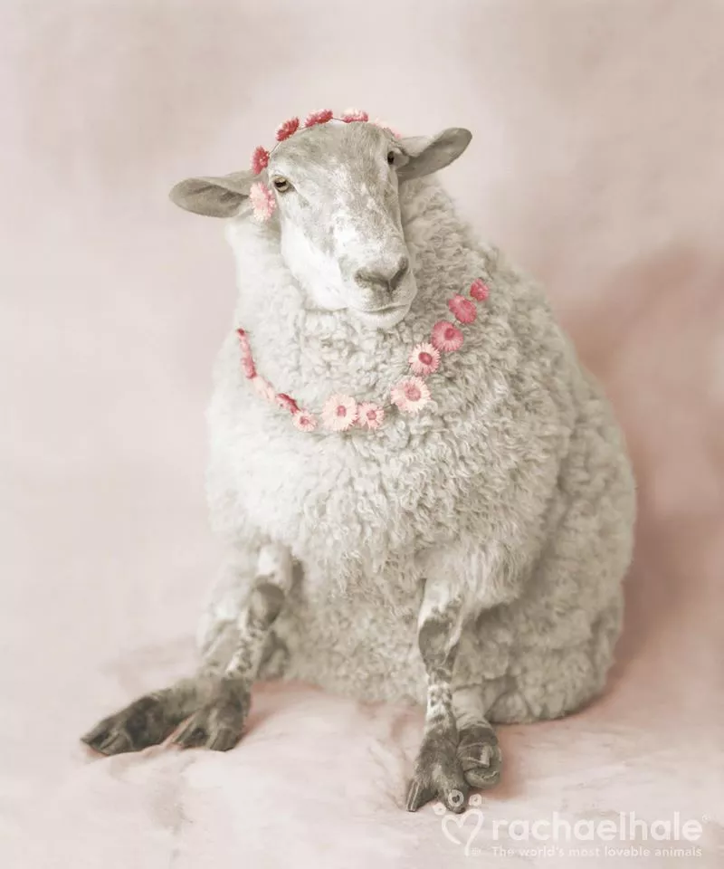 Пушистый мир Rachael Hale