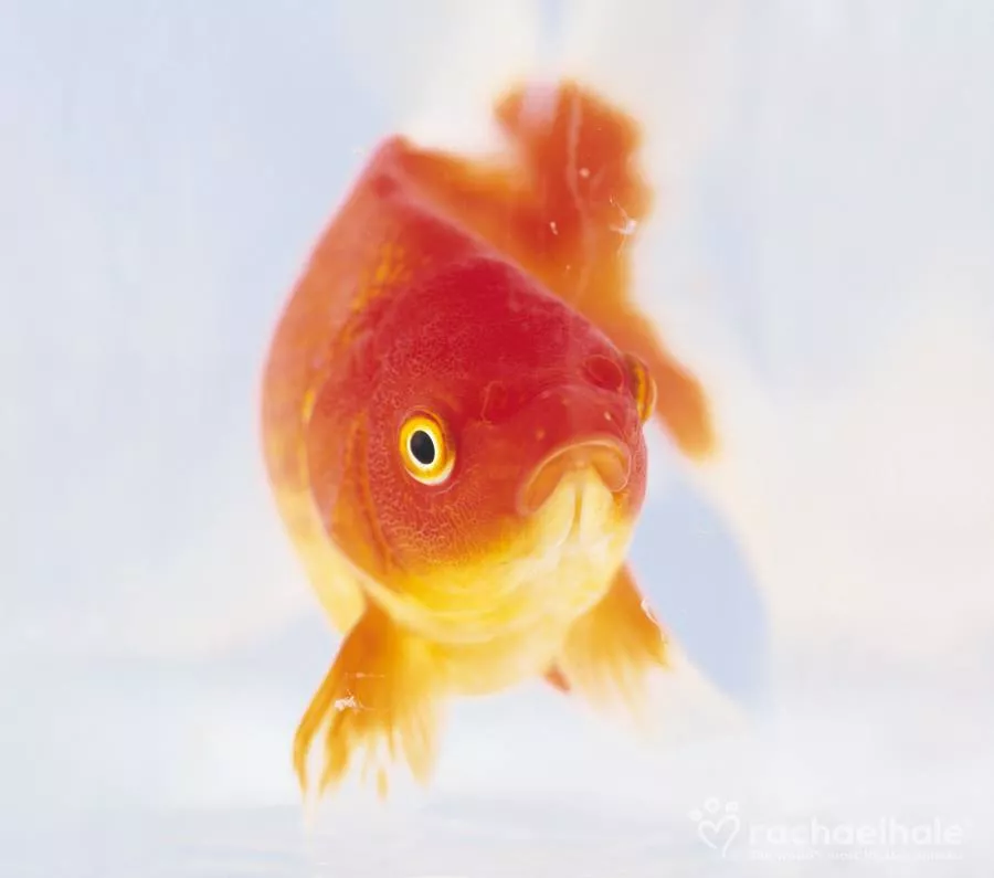 Пушистый мир Rachael Hale