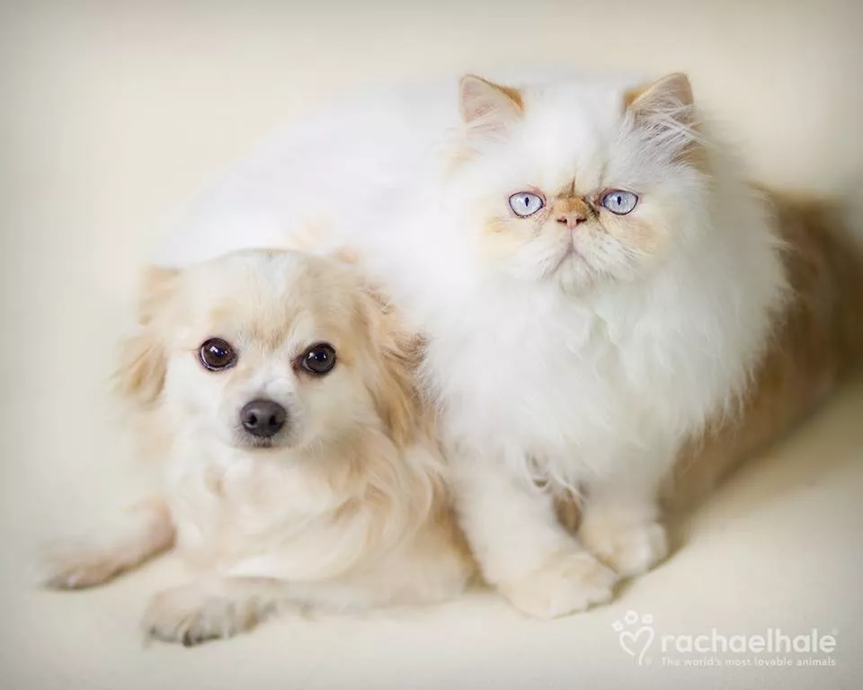 Пушистый мир Rachael Hale