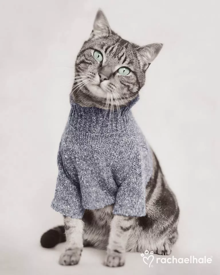 Пушистый мир Rachael Hale