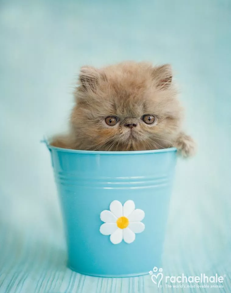 Пушистый мир Rachael Hale