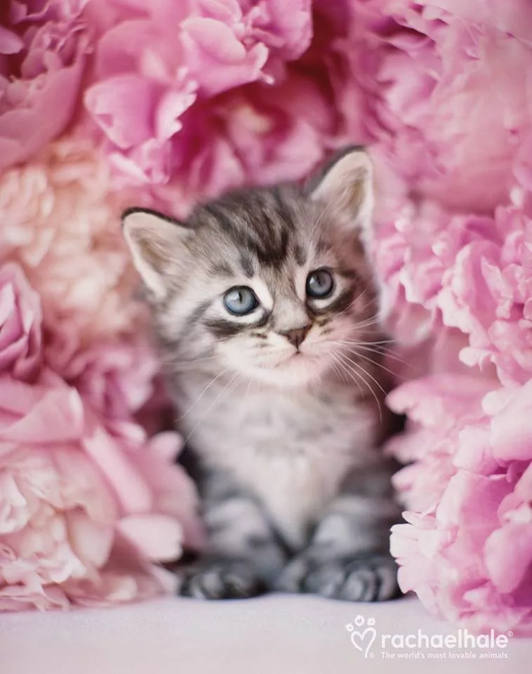 Пушистый мир Rachael Hale