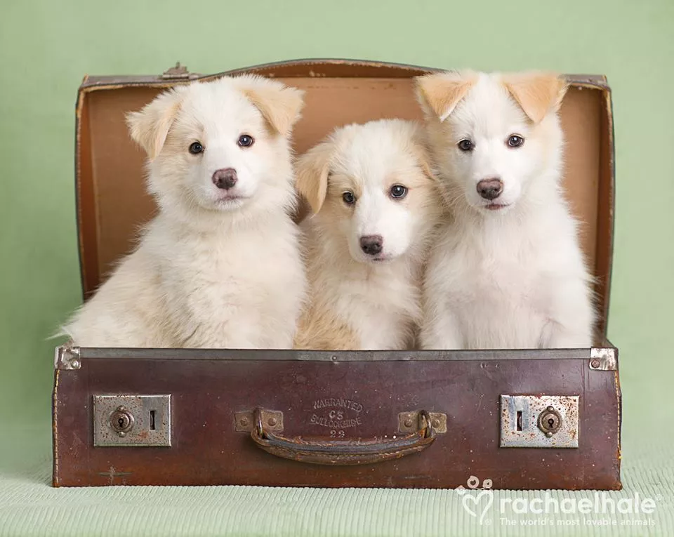 Пушистый мир Rachael Hale