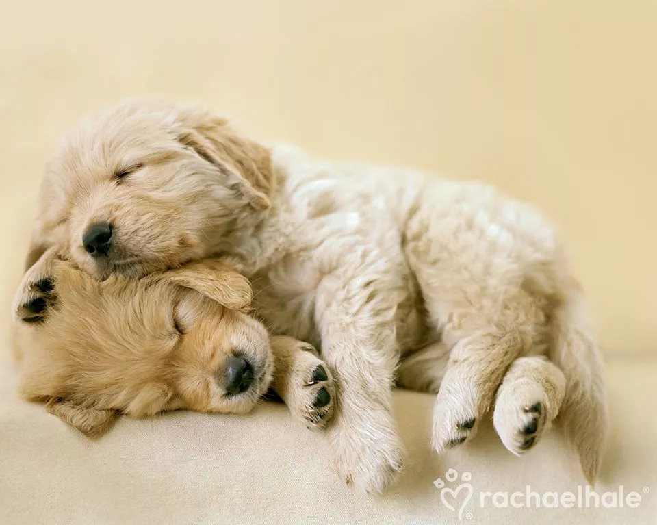 Пушистый мир Rachael Hale