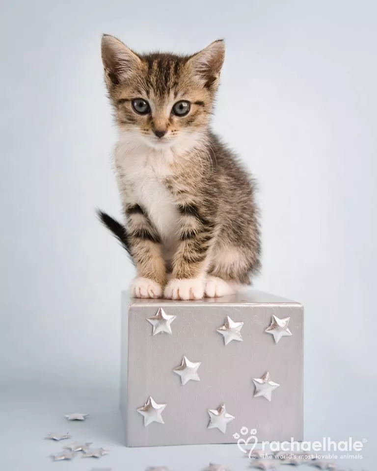 Пушистый мир Rachael Hale