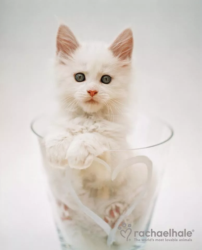 Пушистый мир Rachael Hale