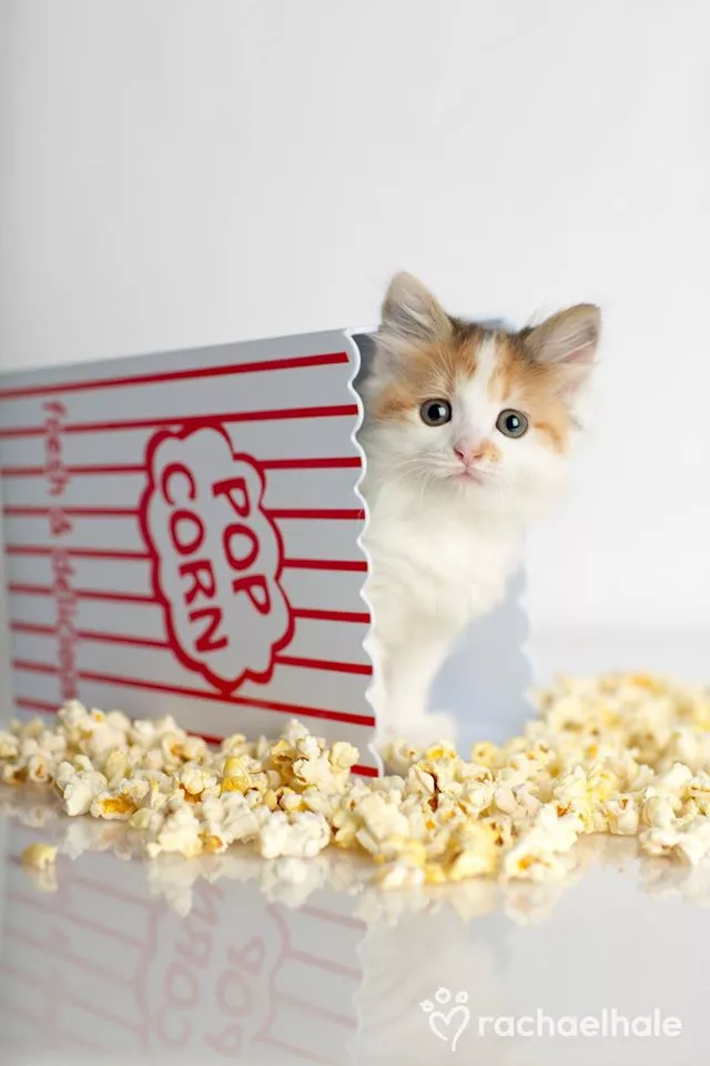 Пушистый мир Rachael Hale