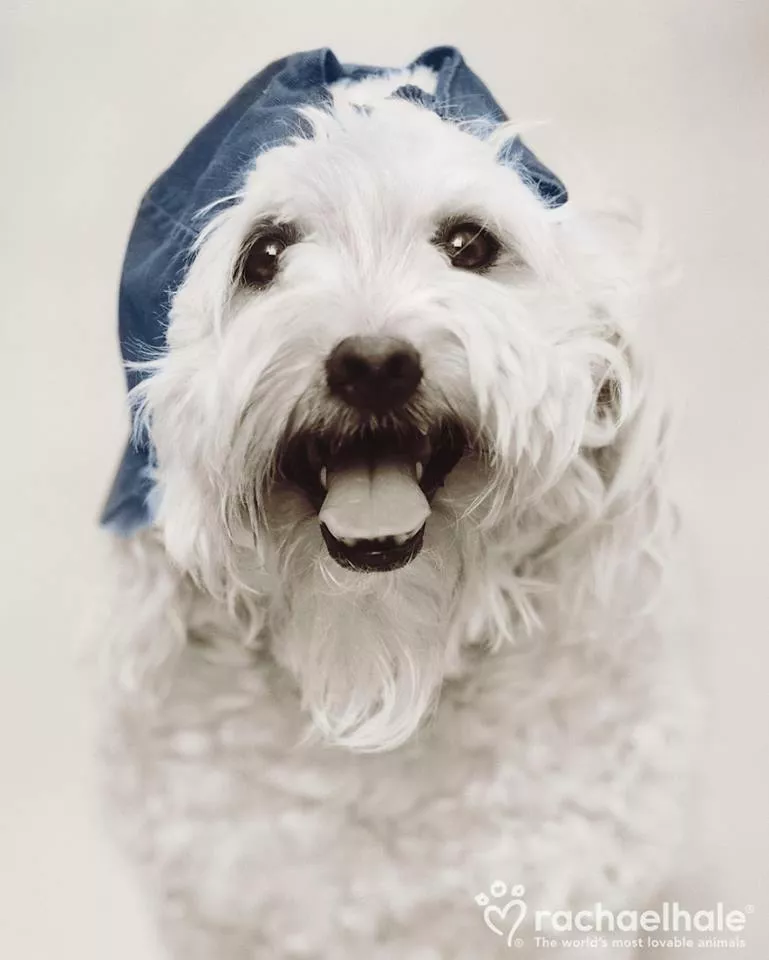 Пушистый мир Rachael Hale