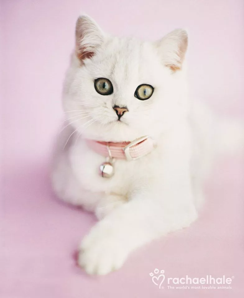 Пушистый мир Rachael Hale