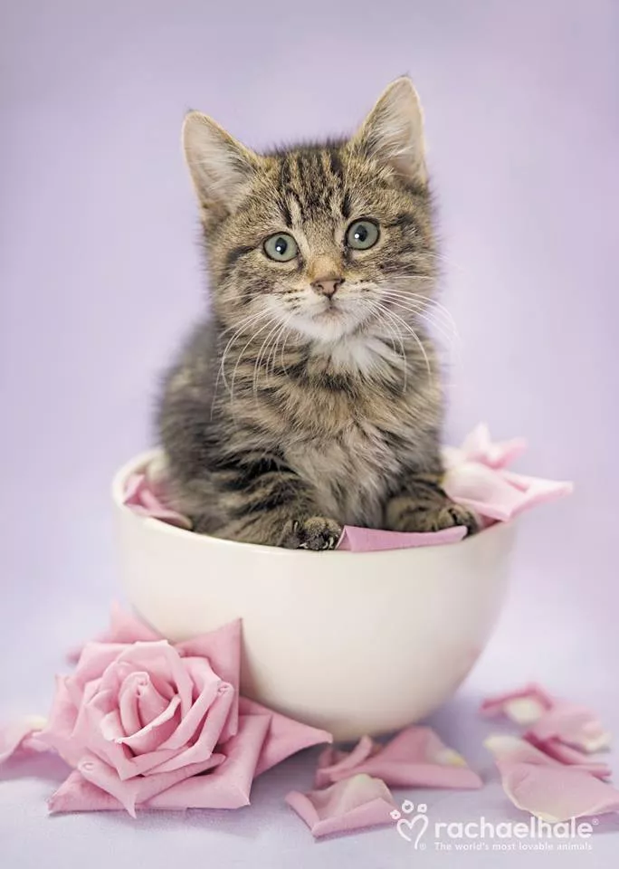 Пушистый мир Rachael Hale