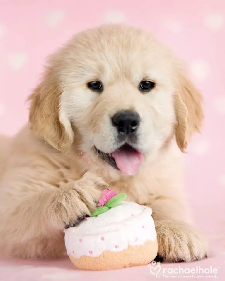 Пушистый мир Rachael Hale